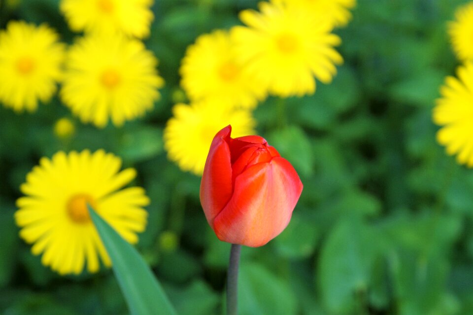 Spring flowers spring flowers