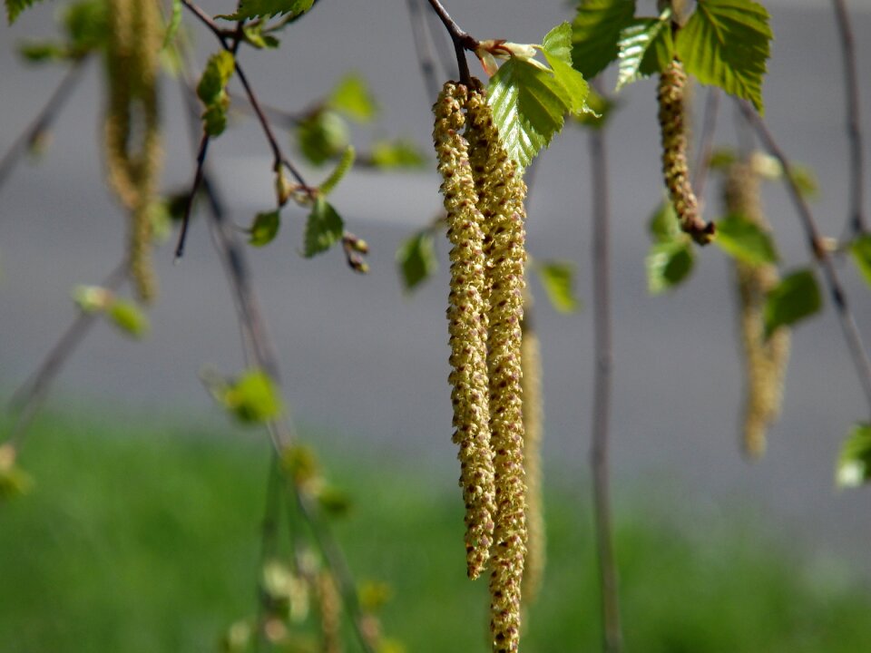 Birch in the spring sheet