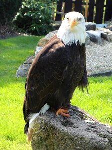 Bald eagle raptor nature