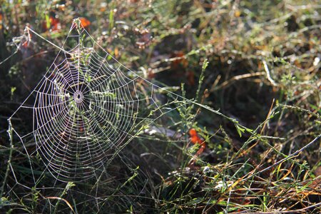 Cobweb november sunshine