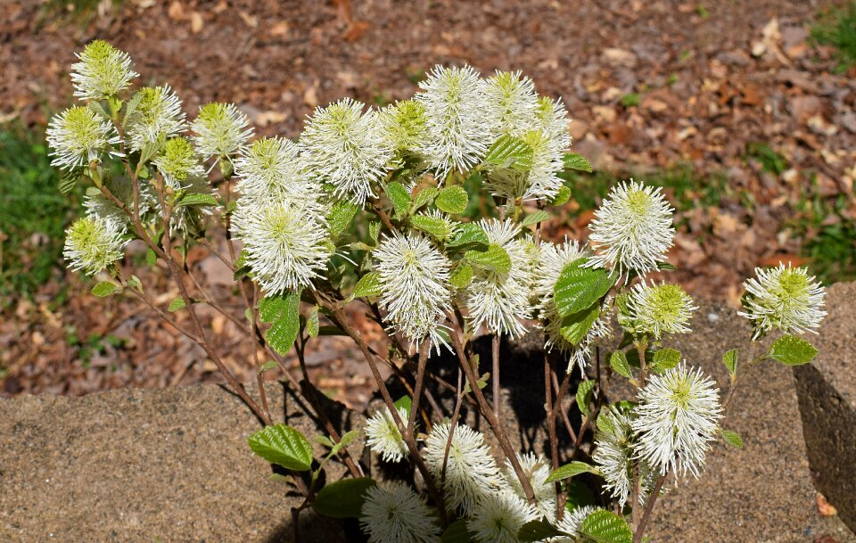 Flower blossom bloom photo