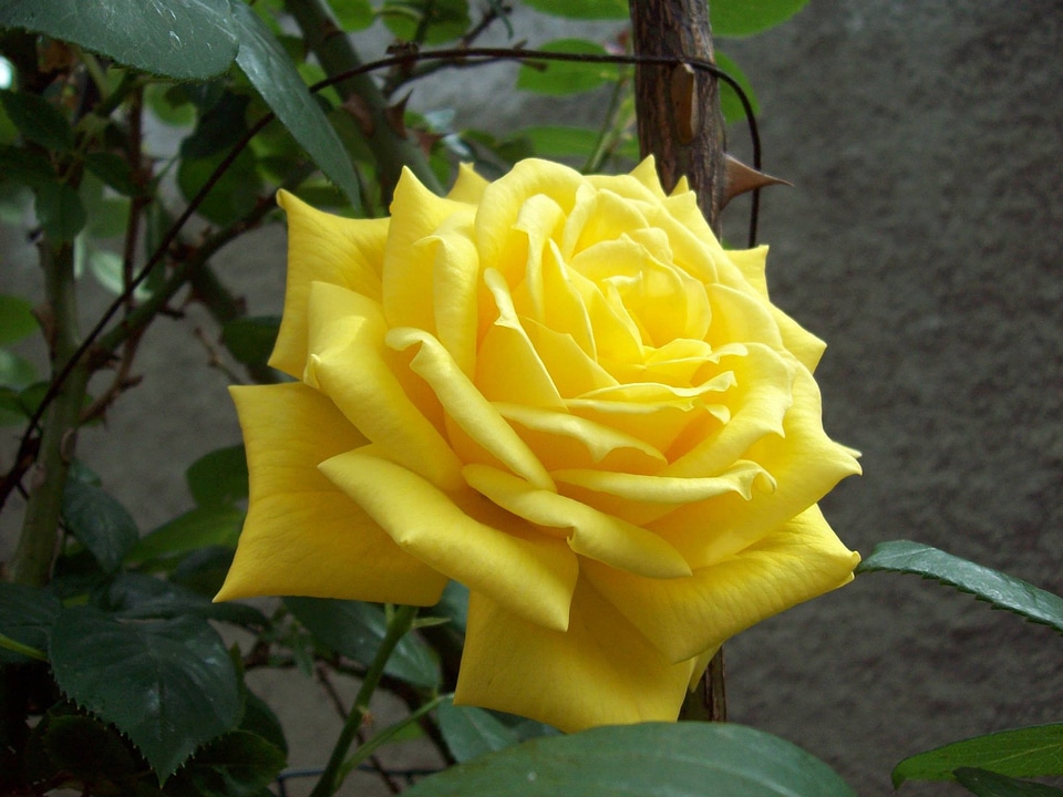 Flower plant natural