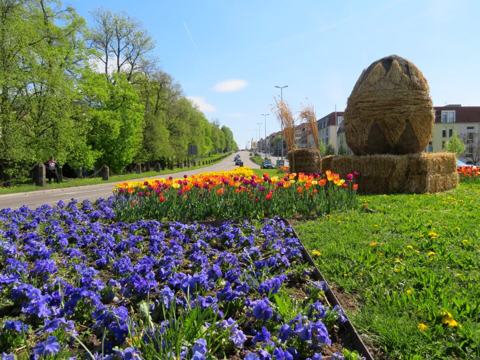 Ludwigsburg germany flowers spring