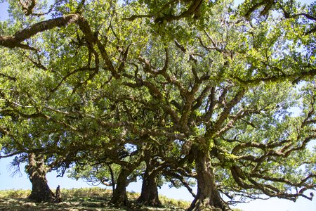 Laurel tree madeira old trees