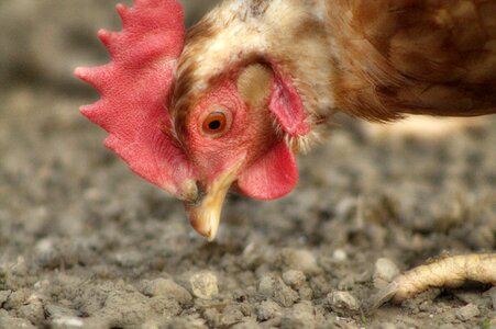 Farm poultry hen photo