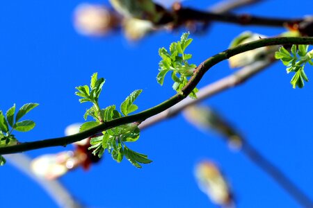 Plant young drove branches
