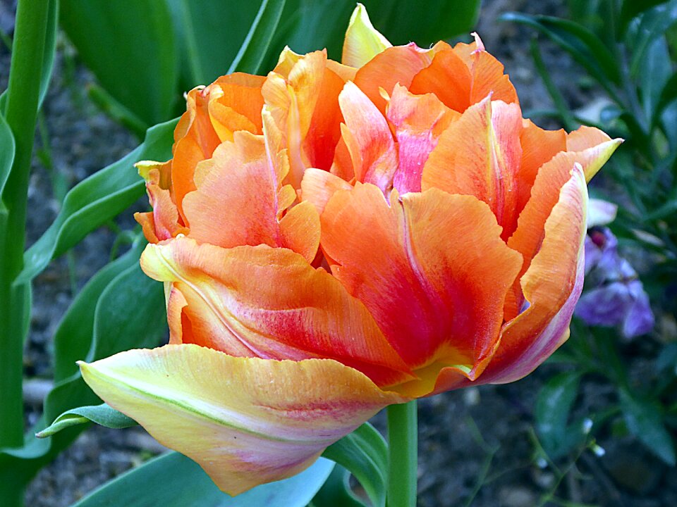 Tulip double orange tulip early