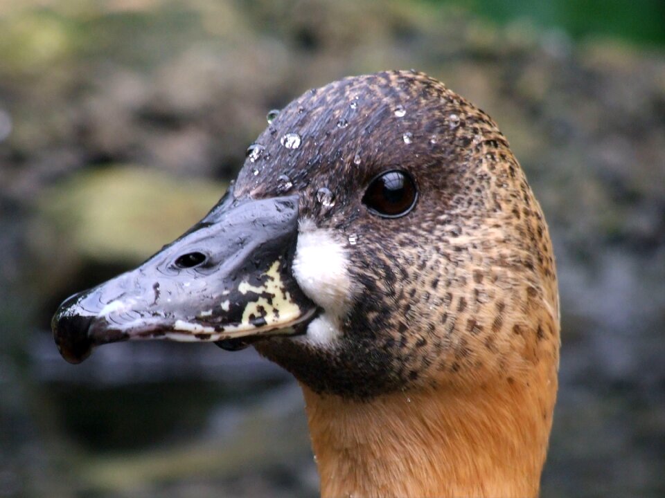 Animal nature wildlife