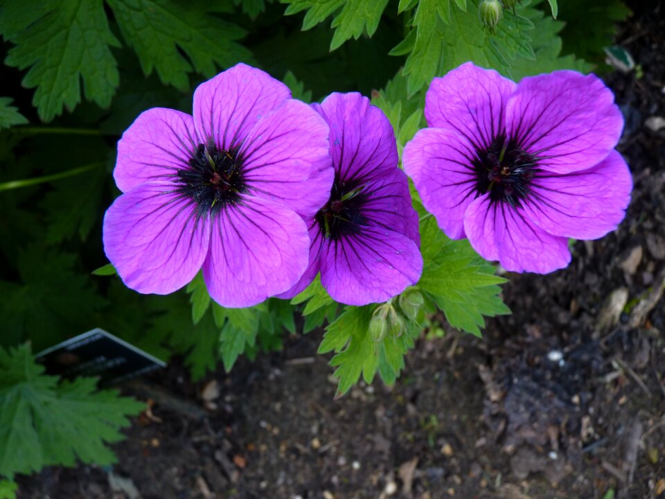 Purple flower blossom bloom