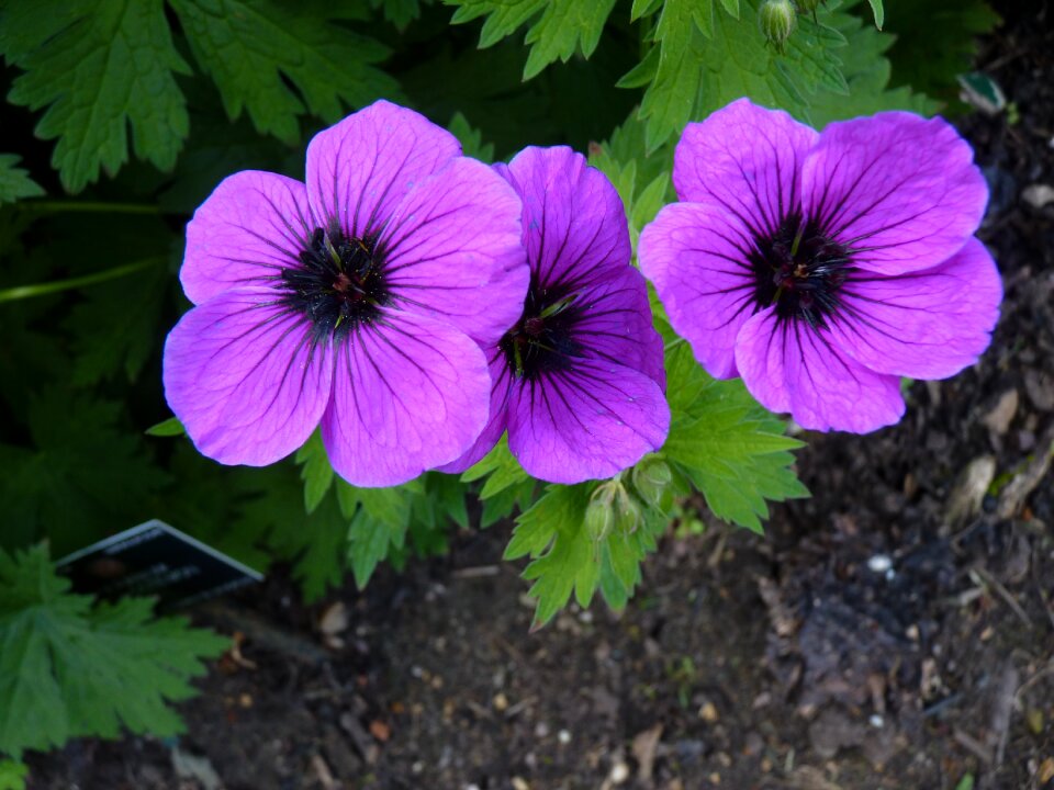 Purple flower blossom bloom photo