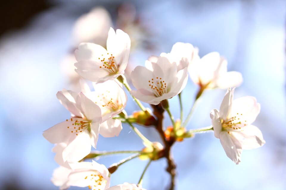 Pink blossom