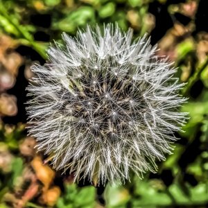 Dandelion spring flora photo