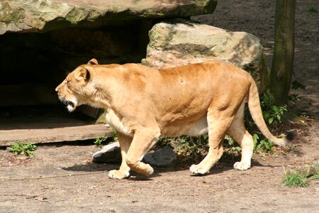 Zoo münster big cat