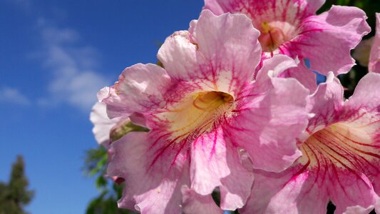 Flower botany plant