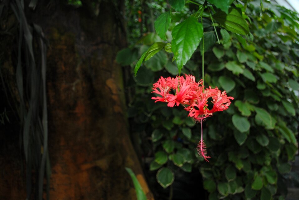 Nature green pink