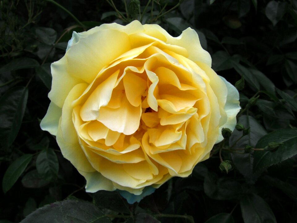 Flower floral petal