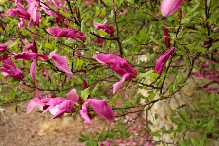 Secret garden sopron hungary van photo