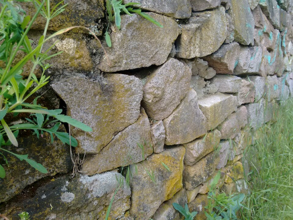 Green old outdoor