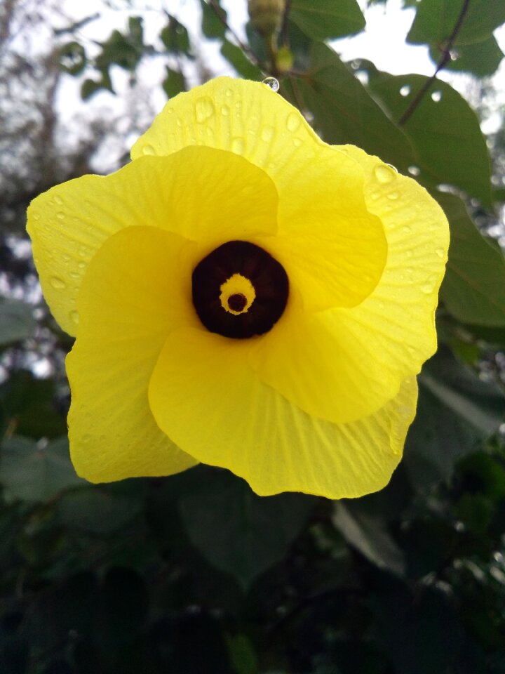 Yellow bodhi sea nature