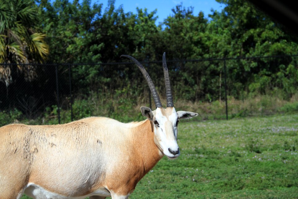 Zoo florida