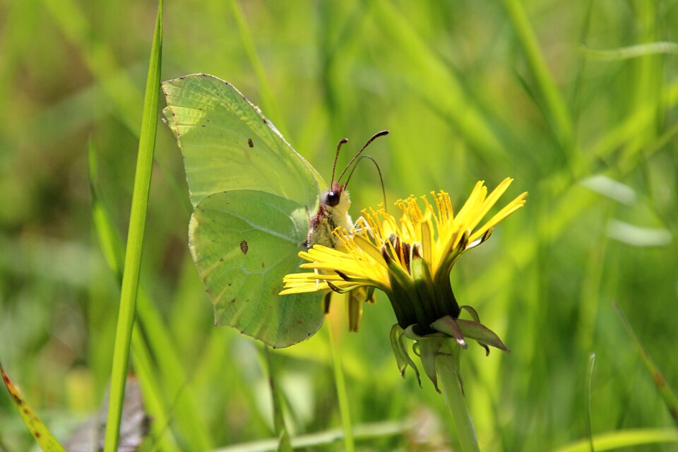 Grass bug dandelion
