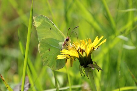 Grass bug dandelion