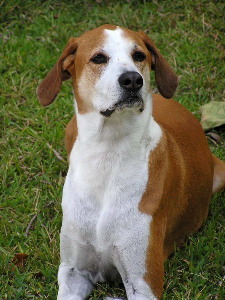 Canine animal mixed