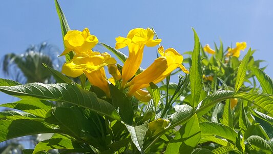 Plants yellow