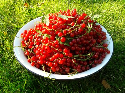 Harvest tasty closeup