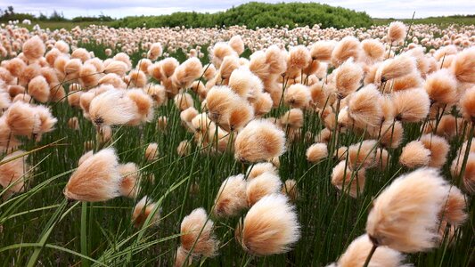 Flower wind graminé