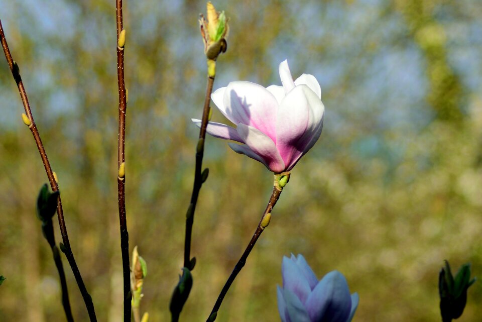 Bloom spring pink