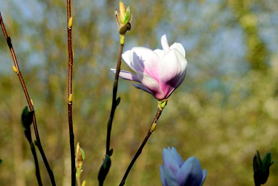 Bloom spring pink photo