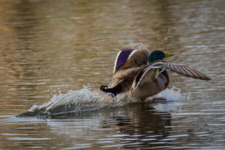 Nature water water bird photo