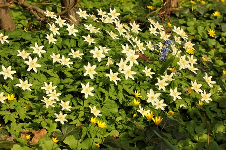 Flower nature white flowers