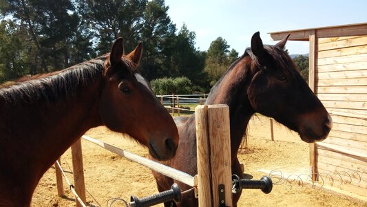 Equine stallion photo