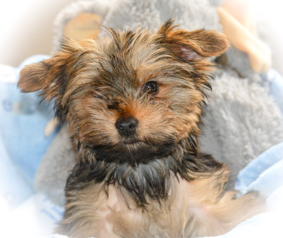 Little adorable sweet