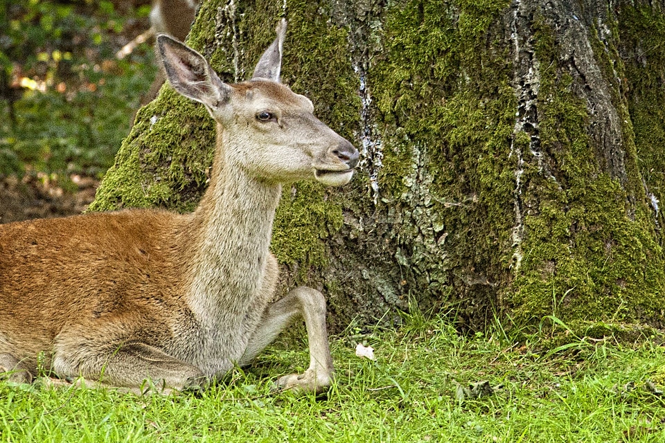 Animal concerns tree