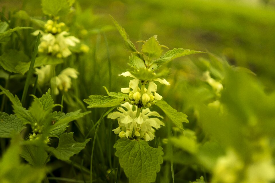 Spring plant grass