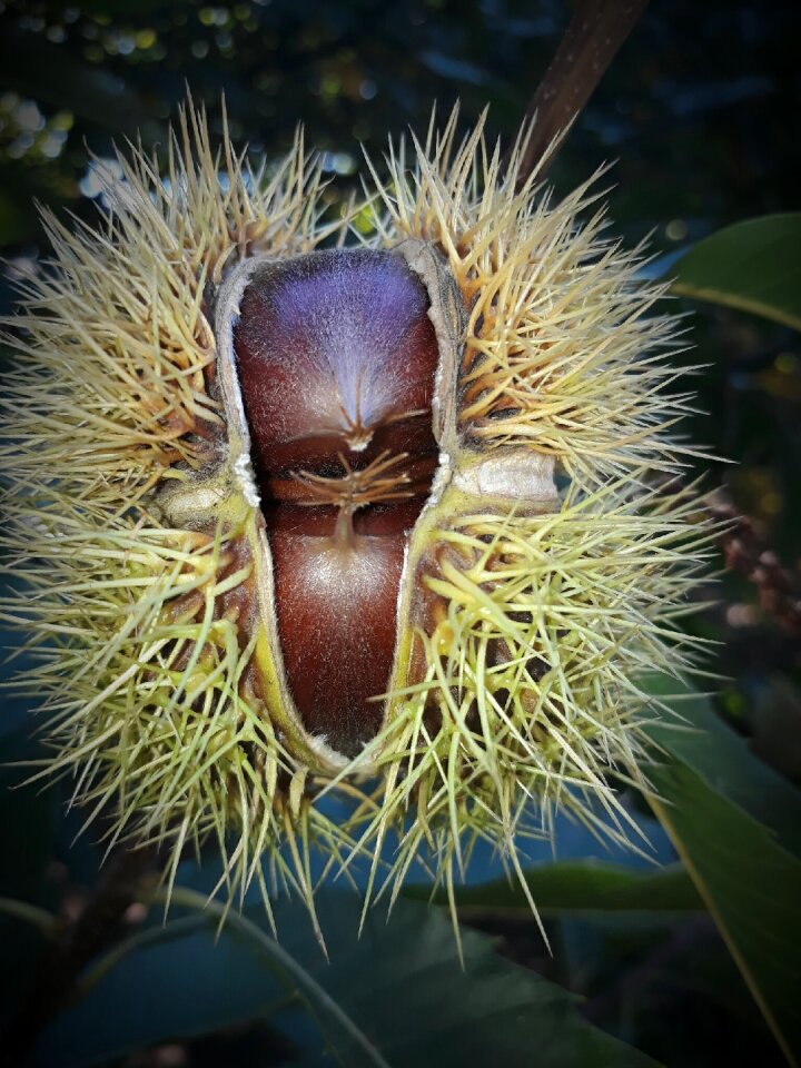 Hedgehog chestnut nature