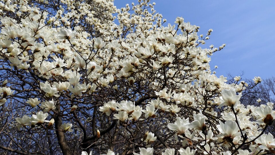 Branches flowers white magnolia photo