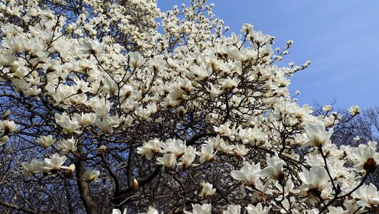 Branches flowers white magnolia