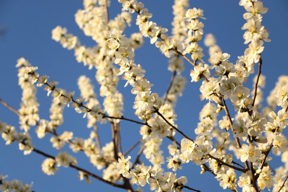 Spring the year april pear