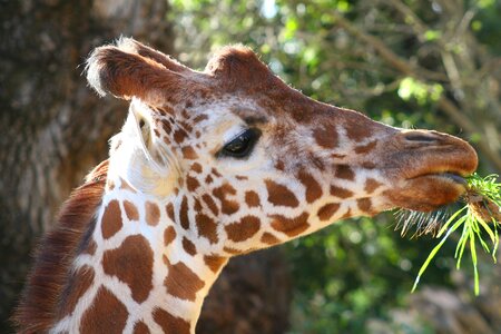 Eating africa safari photo