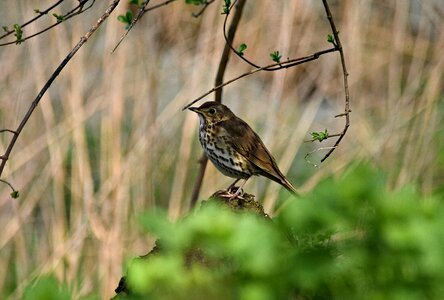 Bird nature pen photo