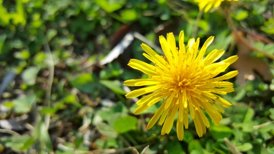 Spring flowers dandelion