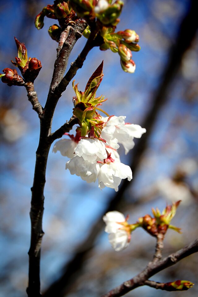 Spring bloom cherry blossom