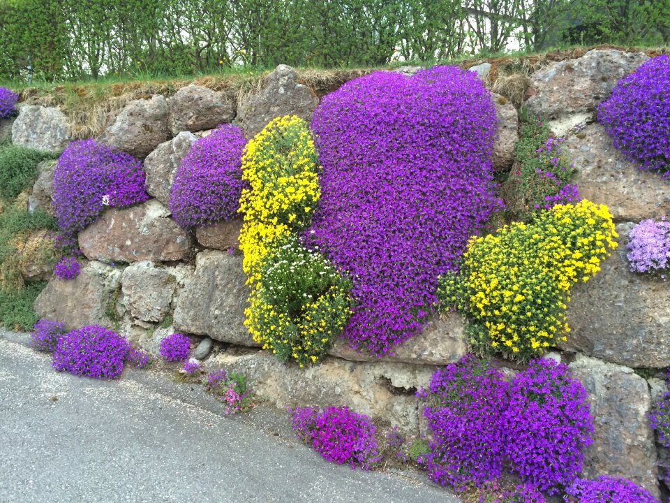 Spring flora plant