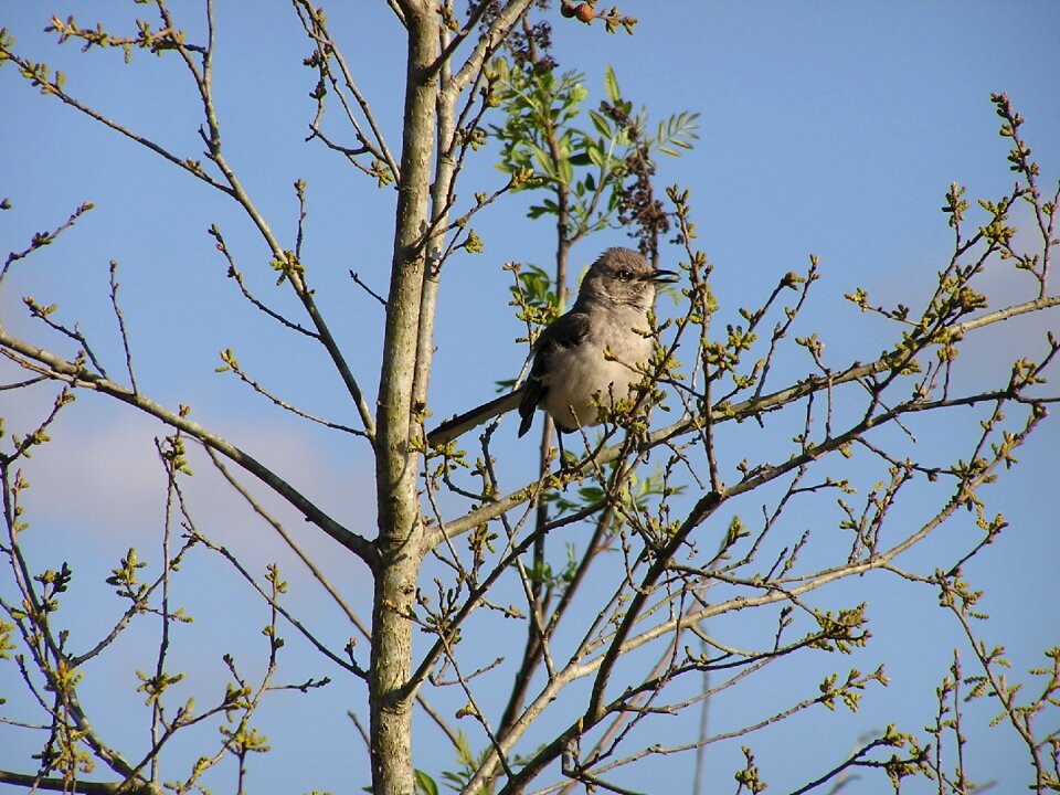 Songbird florida nature
