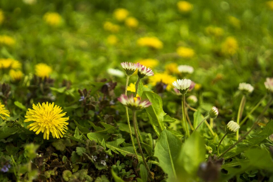 Yellow green spring photo