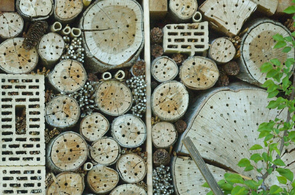 Insect asylum insects wall insect box